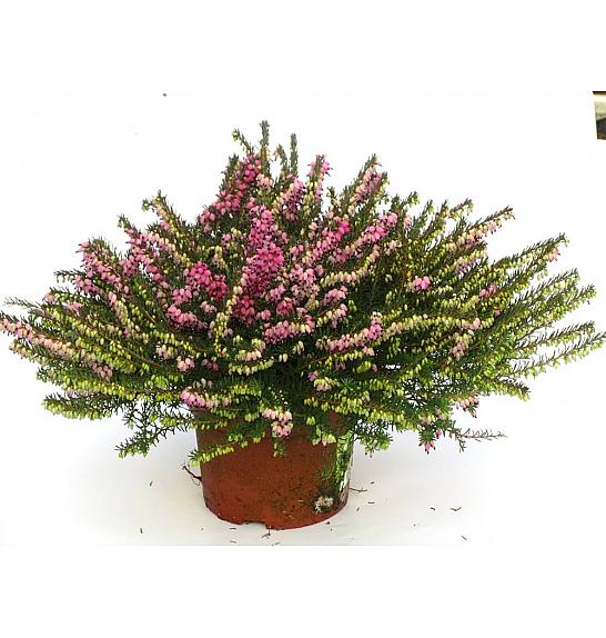 Erica  darlyensis Ø 10,5 rdeča