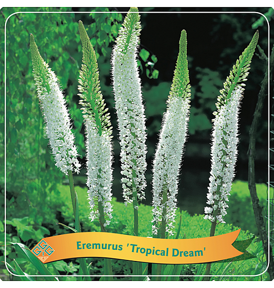 Eremurus Tropical Dream C5 Lit.
