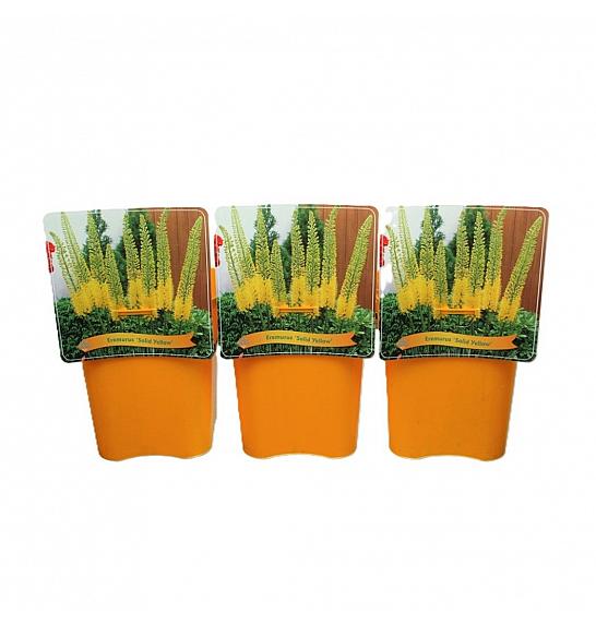 Eremurus Solid Yellow C5 Lit.