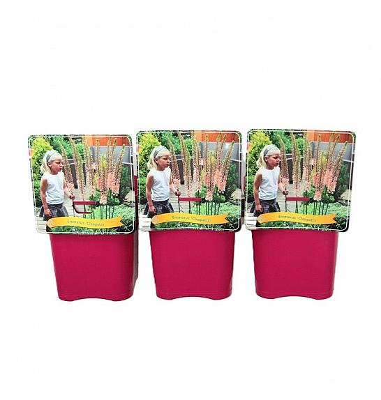 Eremurus Cleopatra C5 Lit.