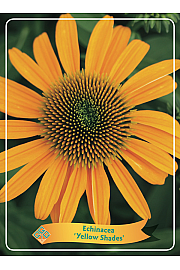 Echinacea Yellow shades Ø11