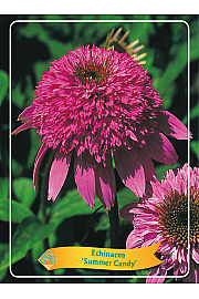 Echinacea Summer Candy Ø11