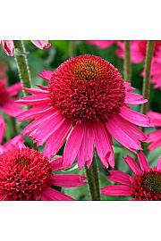 Echinacea Summer Candy Ø11