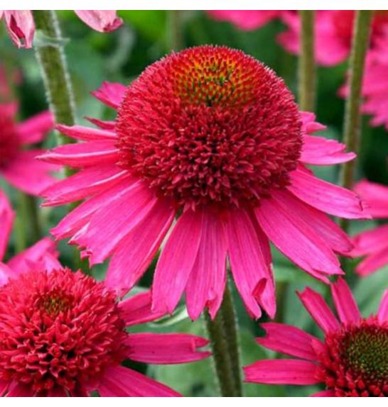 Echinacea Summer Candy Ø11