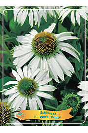 Echinacea purpurea White Ø11