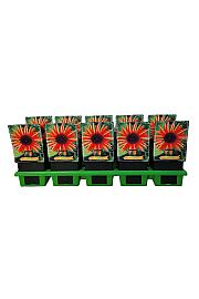 Echinacea Orange Shades Ø11