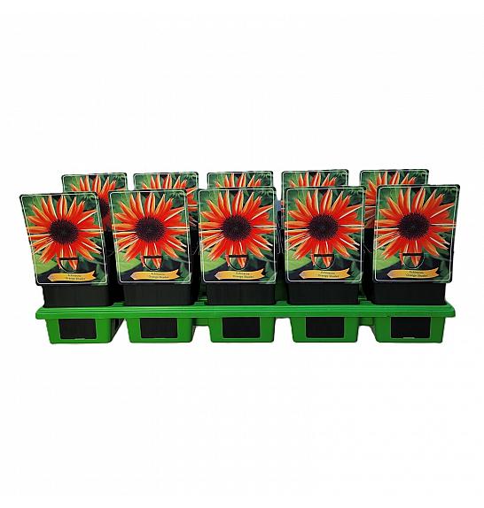 Echinacea Orange Shades Ø11