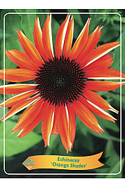 Echinacea Orange Shades Ø11