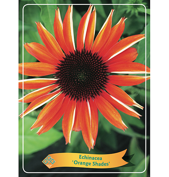 Echinacea Orange Shades Ø11