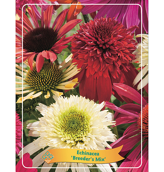 Echinacea Breeder's mix Ø11