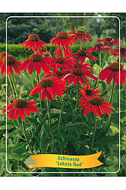 Echinacea Lakota Red Ø11