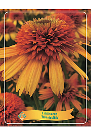 Echinacea Irresistible Ø11