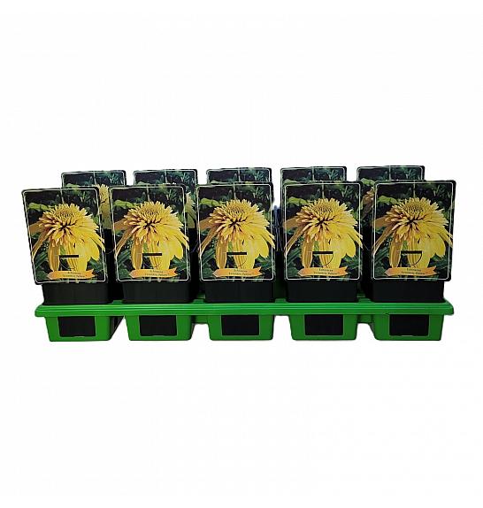 Echinacea Eccentric Yellow ® Ø11