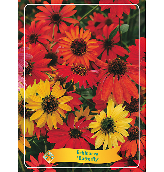 Echinacea Butterfly Ø11