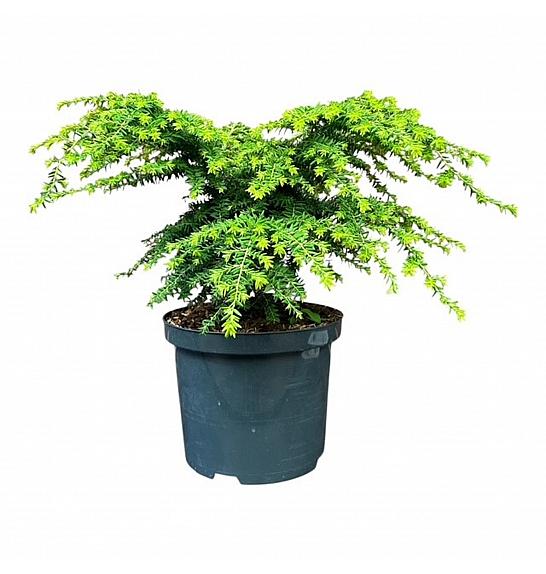 Tsuga canadensis Green Globe ᴾᴮᴿ C5 Lit. 25-30 cm