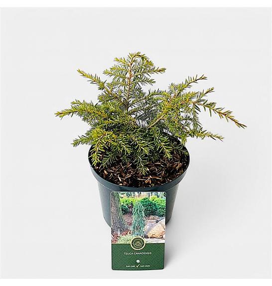 Tsuga canadensis Golden Splendor C2,5 Lit. 20-25 cm