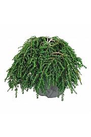 Tsuga canadensis Coles Prostrate C7,5 Lit. 30-40 cm