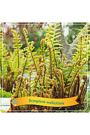 Dryopteris wallichiana C5 Lit.