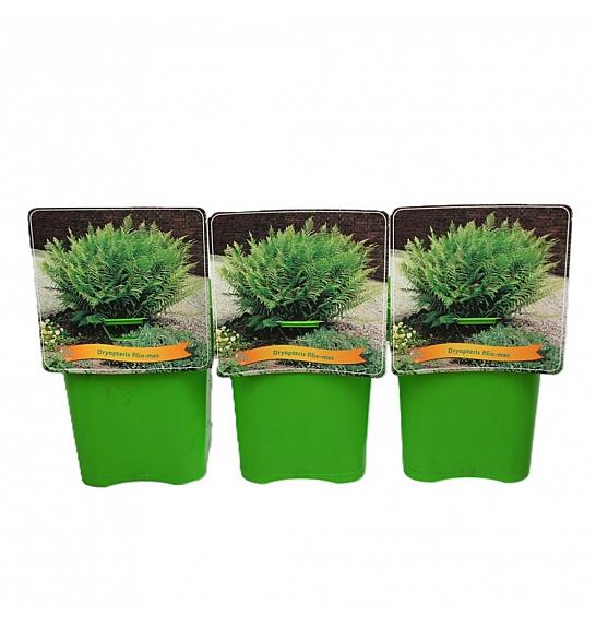Dryopteris filix-mas C5 Lit.