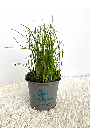 Allium schoenoprasum Ø9