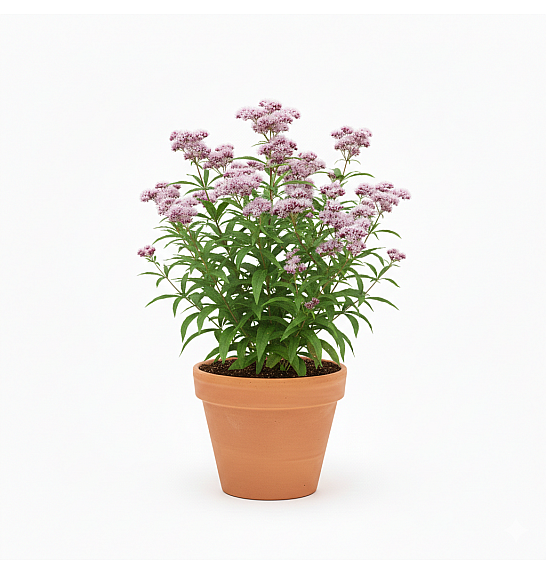 Dišavnice Valeriana officinalis Ø 10,5