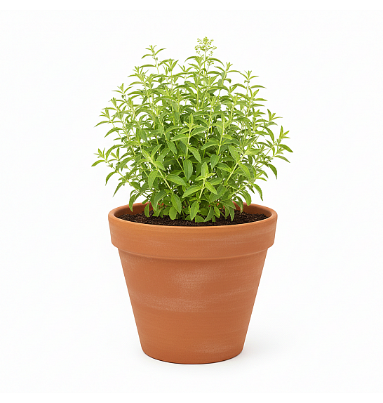 Dišavnice Stevia rebaudiana Ø10,5