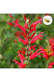 Dišavnice Salvia PINEAPPLE Ø10,5