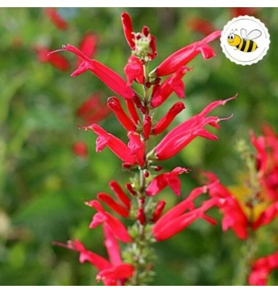 Dišavnice Salvia PINEAPPLE Ø10,5