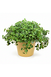 Dišavnice Origano vulgare Hot And Spicy Ø10,5