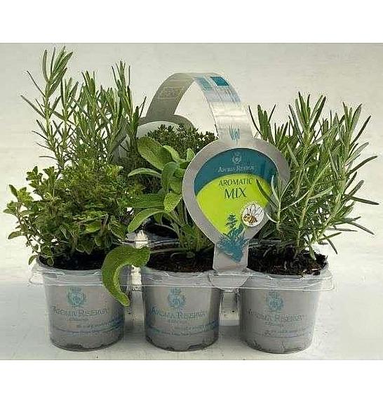 Dišavnice Ø9 mix 6 pack