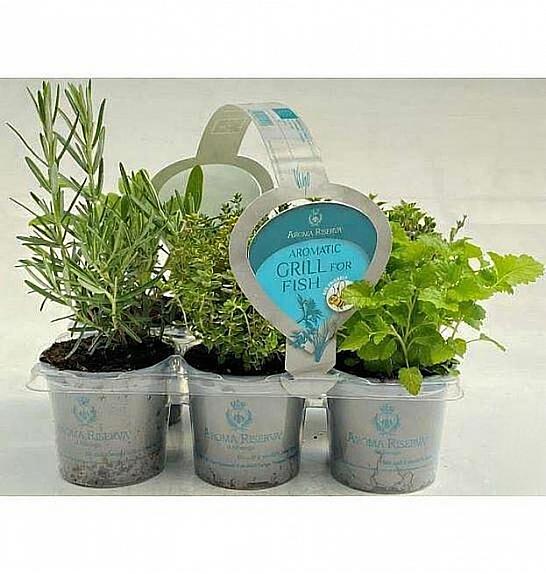 Dišavnice Ø9 mix 6 pack fish grill