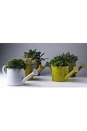 Dišavnice Ø14 mix zalivalka