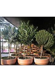 Dišavnice Ø14 mix terracotta lonec Na Steblu 20 cm