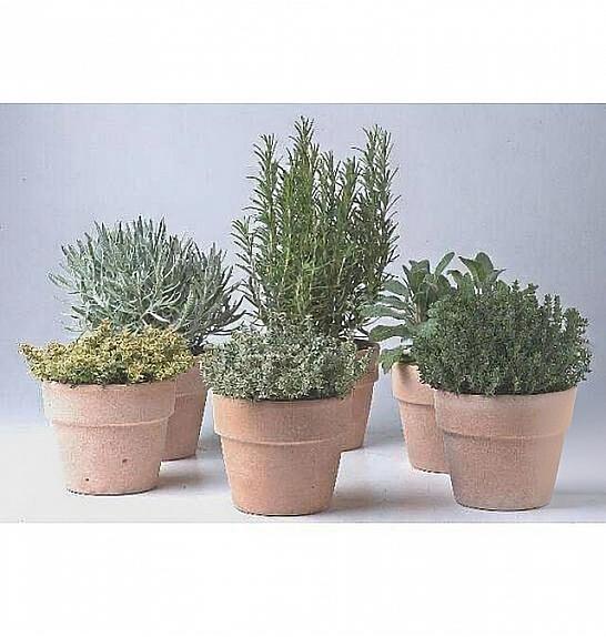 Dišavnice Ø14 mix terracotta lonec