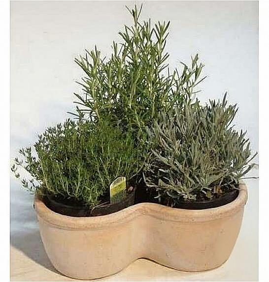 Dišavnice Ø14 mix 3 pack terracotta detelja