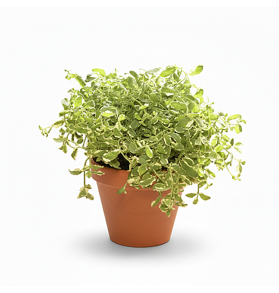 Dišavnice Mentha PINEAPPLE  Ø10,5