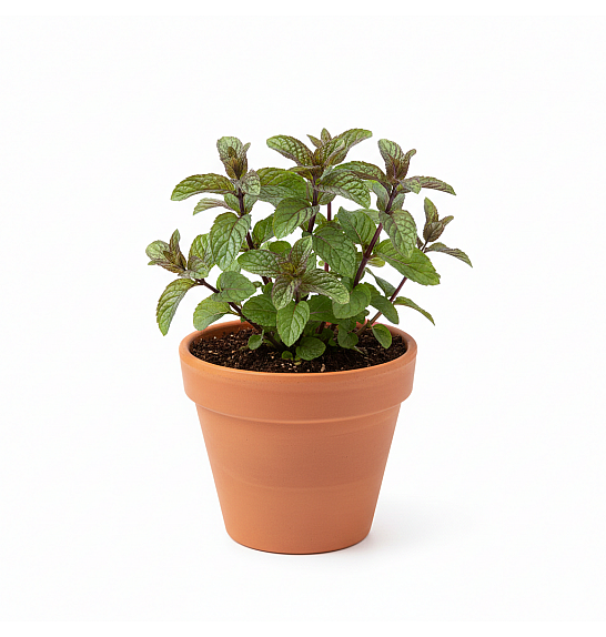 Dišavnice Mentha CHOCOLATE Ø10,5