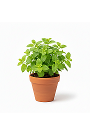 Dišavnice MELISSA Ø10,5