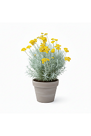 Dišavnice Helichrysum ang. Tall Curry (Laški smilj) Ø10,5