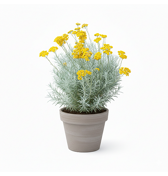 Dišavnice Helichrysum ang. Tall Curry (Laški smilj) Ø10,5