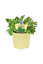 Valerianella locusta; Navadni motovilec; Ø12;700444;BLU