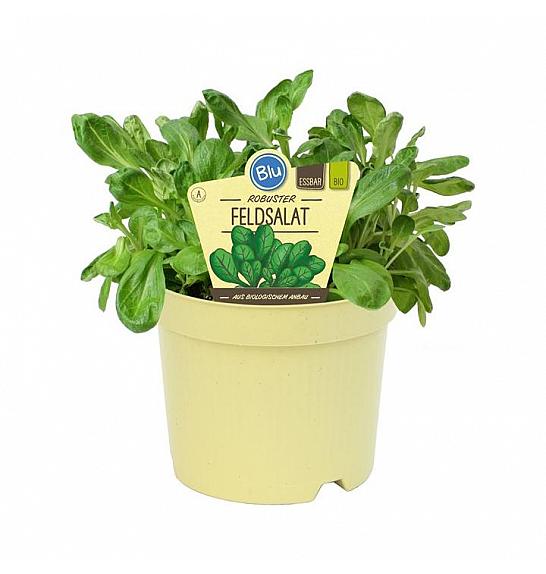 Valerianella locusta; Navadni motovilec; Ø12;700444;BLU