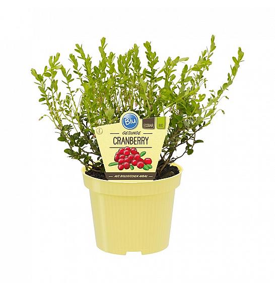 Vaccinium macrocarpon; Ameriška brusnica; Ø12;700791;BLU