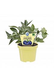 Vaccinium corymbosum; Ameriška borovnica Blue Crop; Ø12;700015;BLU