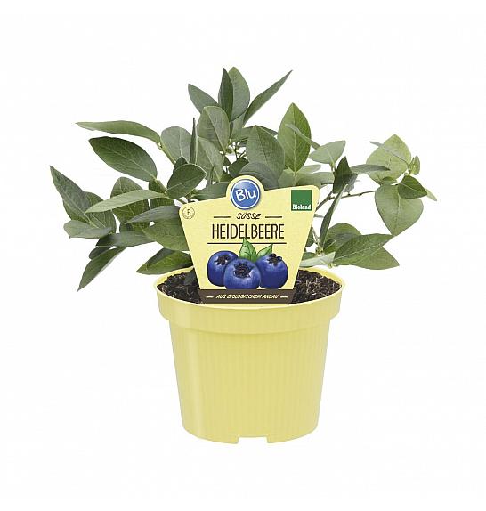 Vaccinium corymbosum; Ameriška borovnica Blue Crop; Ø12;700015;BLU