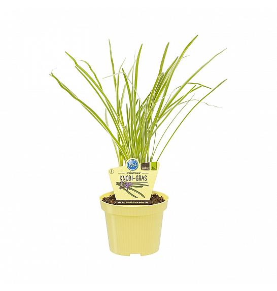 Tulbaghia violacea; Česnova Trava; Ø12;700067;BLU