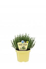 Thymus vulgaris; Timijan; Ø12;700080;BLU