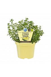 Thymus citriodorus; Citronski timijan; Ø12;700120;BLU