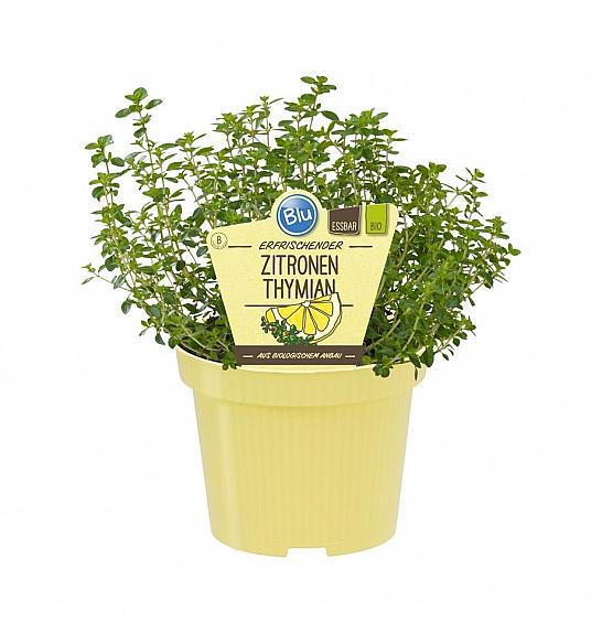 Thymus citriodorus; Citronski timijan; Ø12;700120;BLU