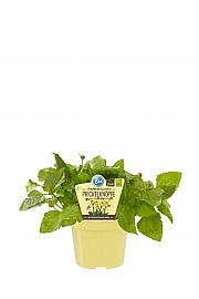 Spilanthes oleracea; Zdravilni spilantes; Ø12;700437;BLU